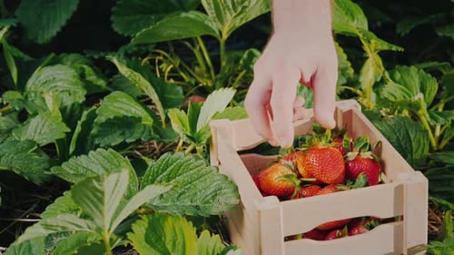 Hand Harvesting Fresh Strawberries into Crate in Field