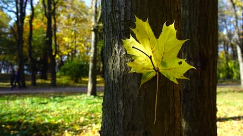 Maple leaf in the autumn park.
