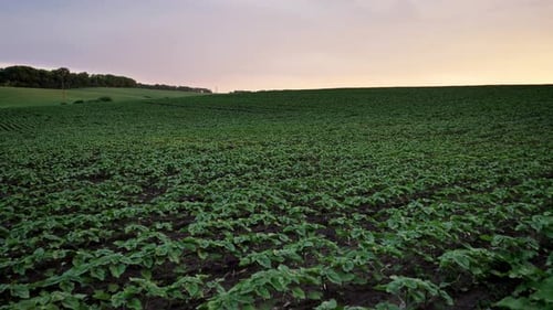 Campo verde de paisagem