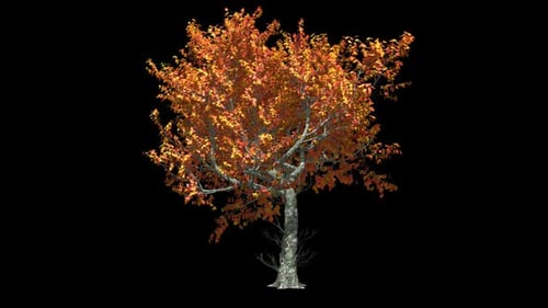 Autumn Tree With Alpha Channel