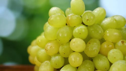 Organic Ripe White Grapes on Yellow Green Garden Background