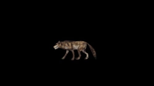Realistic 3D Animated Wolf Walking Cycle