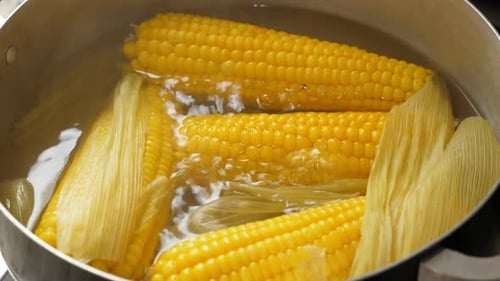 Corn Boils in a Pot of Water