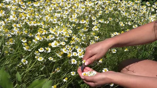 Camomille ou culture d'un jardin d'herbes médicinales 11