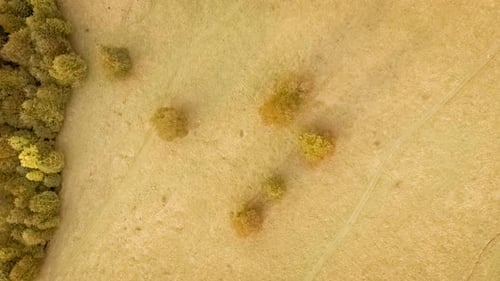 Fly Over Autumn Forest