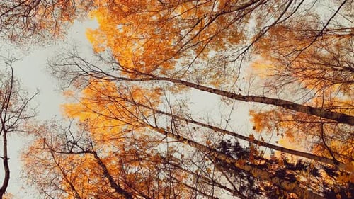 The Yellow Leaves Heading on the Tree View Der Herbst ist in vollem Gange, schwarze Baumstämme klar