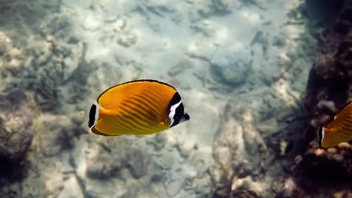 Yellow Butterfly Fish Swimming Near Coral Reef
