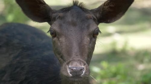 Portrait close up of wild young black grey colored fawn looking at camera outdoors during sunny day