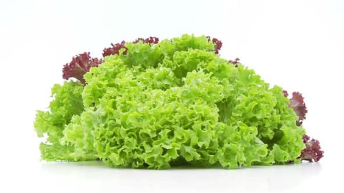 Green Salad Lollo Low Perspective Loopable