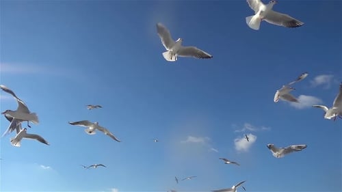 Herde Möwenvögel fliegen im blauen Himmel
