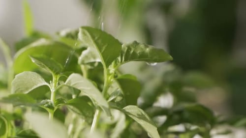 Spraying with Water From an Atomizer Fresh Green Basilic. The Concept of a Natural Healthy and