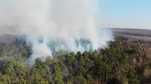 Ein großes Waldgebiet brennt. Großflächiger Waldbrand. Blick auf das Feuer im Pinienwald