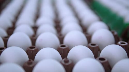 Poultry Farm Close Up Products