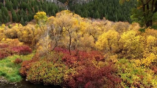 Flying over river through trees in Fall color