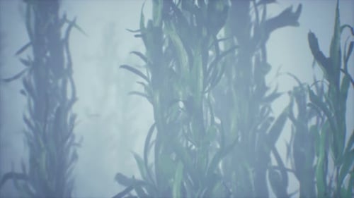 Underwater Grass Forest of Seaweed