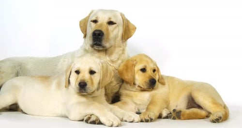 Gelber Labrador-Retriever, Hündin und Welpen auf weißem Hintergrund, Normandie, Zeitlupe 4K