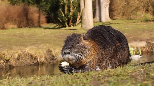 Nutria Myocastor Coypus or River Rat in the Wild Near the River