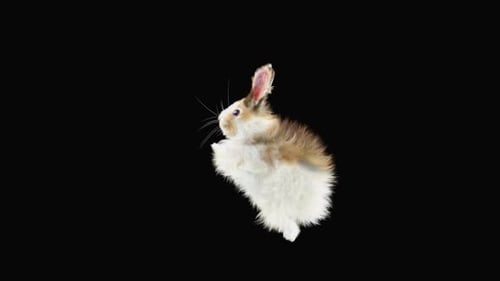 Realistic Fluffy Rabbit Hopping Loop Animation