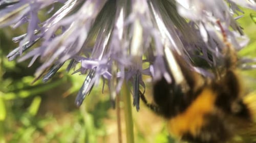 Bumblebee Collecting Pollen From Purple Thistle Flower