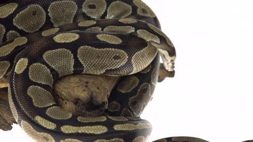 Royal Python o Python Regius en enganche de madera en estudio contra un fondo blanco.