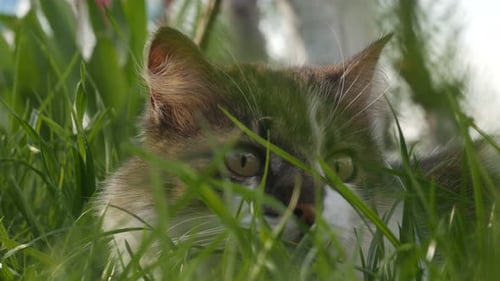 Fluffy Cat Resting in Green Grass