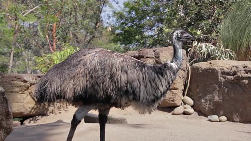 Emu