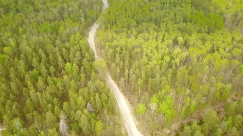 Car On The Forest Road From Above