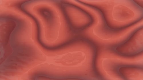 Bucle de textura imitativa de los órganos internos