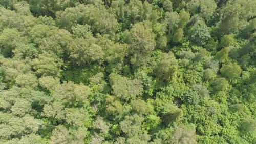 Flight Over the Green Forest