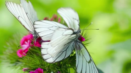 White Butterflies on Pink Flowers in the Sunshine