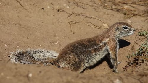 African Ground Squirrel