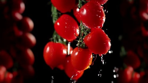 Cherry Tomatoes with Water Splash at a Dark Background