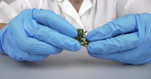 Cultivo de marihuana verde en mano | Doctor Cannabis Research