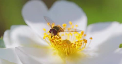 Fly Resting on White Flower with Yellow Center