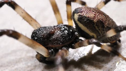 Spider se déplace lentement