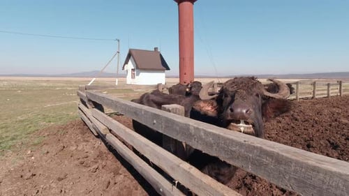 Buffalo Chewing On The Farm Slow Motion