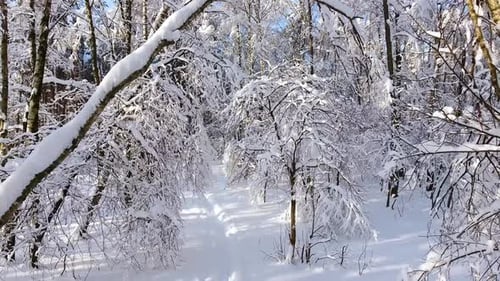 Snowy Winter Forest. Flying Over the Ski Trail in The Middle of The Forest.