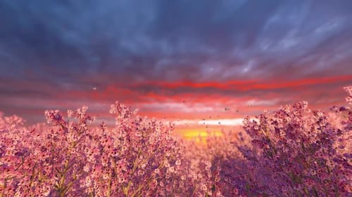 Die Morgensonne erzeugt einen sanften Rosaton über den Blütenblättern