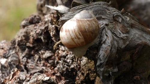 Snail Resting on Textured Tree Bark