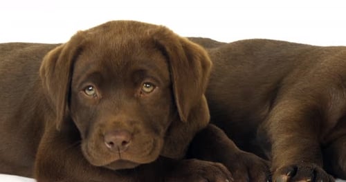 Brauner Labrador-Retriever, Welpen auf weißem Hintergrund, schlafend, Normandie, Zeitlupe 4K