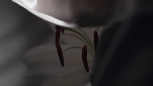 White lily. Slow Motion.