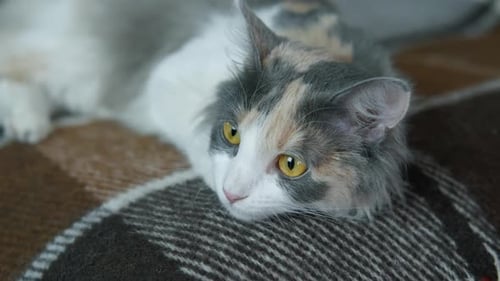 Cute Fluffy Cat Relaxing on Blanket