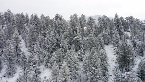 Aerial close up reveal of snow covered pine trees and large mountain valley after an icy snow storm