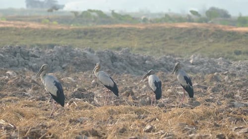 Close up from four Asian openbill storks