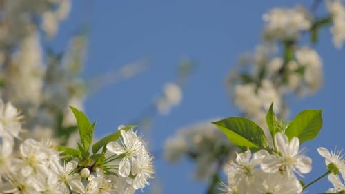 Kirschbaum weiße Blüten vor blauem Himmel im zeitigen Frühjahr 4K 2160p UltraHD Video - Kirschbaum und