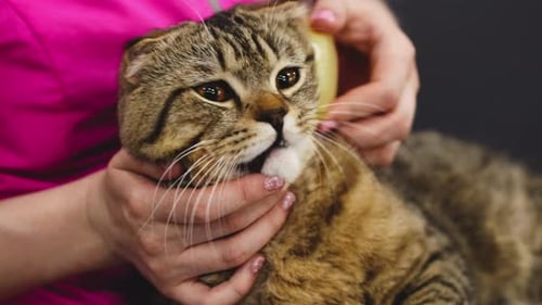 Cat Enjoying Grooming with Brush in Close Up