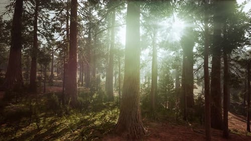 Giant Sequoias in the Giant Forest Grove in the Sequoia National Park