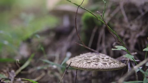 Man Picking Mushrooms in the Forest