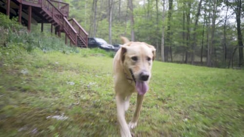 Light-Haired Dog Trots on Lawn Toward Camera