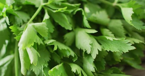 Video of close up of fresh salad parsley leaves on grey background